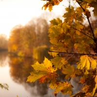  Autumn Leaves